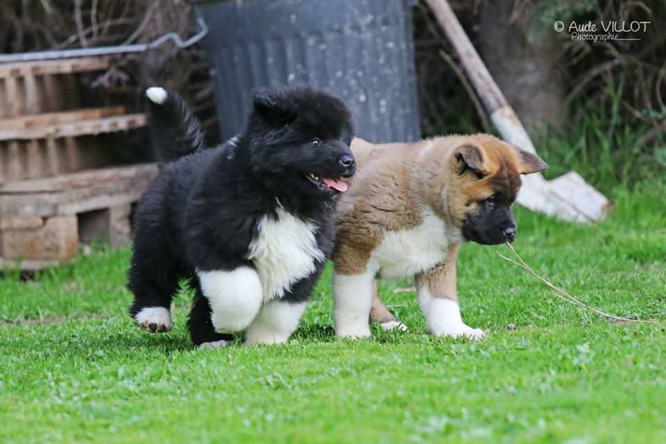 Des Crocs Des Templiers - 2 chiots mâles disponibles
