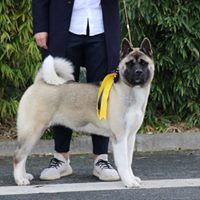 Des Crocs Des Templiers - Paris Dog Show