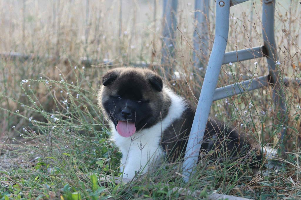 Des Crocs Des Templiers - Chiots disponibles - Akita americain