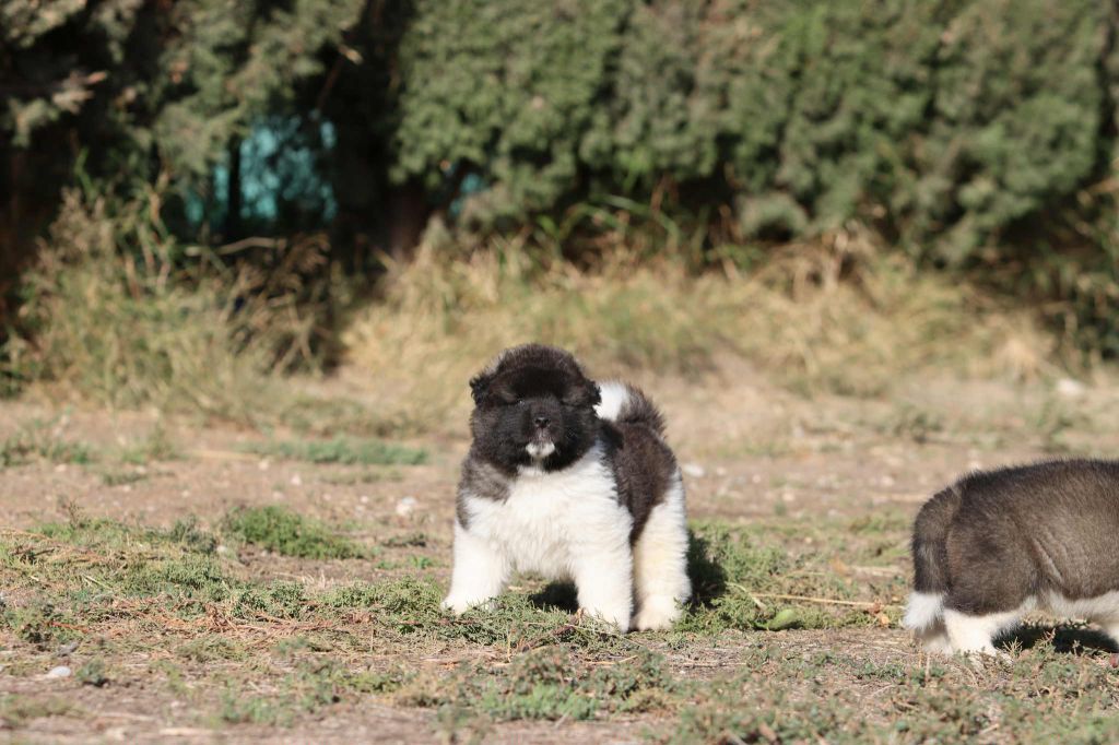 Des Crocs Des Templiers - Chiots disponibles - Akita americain