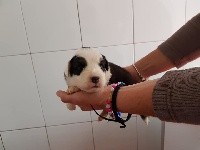 CHIOT