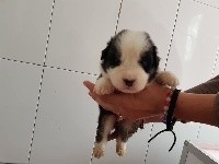 CHIOT
