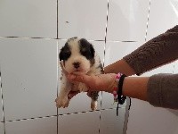 CHIOT