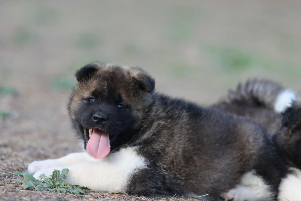 Des Crocs Des Templiers - Chiots disponibles - Akita americain